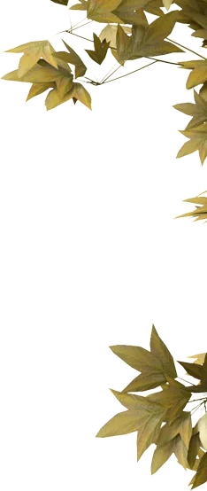 亚博体育官方入口